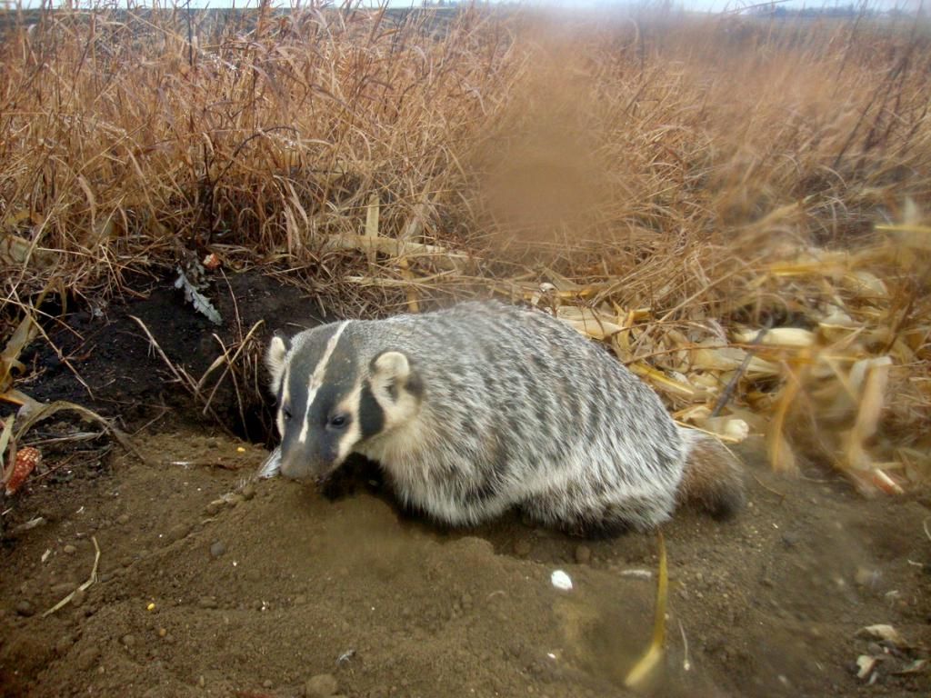 Badger trail cam pics W230 and deer Truth 35 The Honey Hole